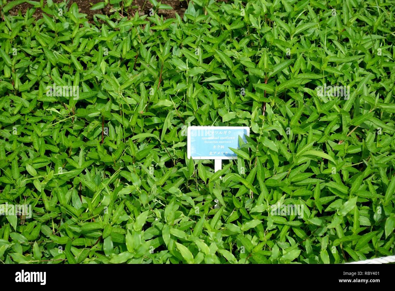 Acmella repens (Spilanthes americana) - Urban Greening Botanical Garden - Kiba Park - Koto, Tokyo, Japan - DSC05380. Stock Photo