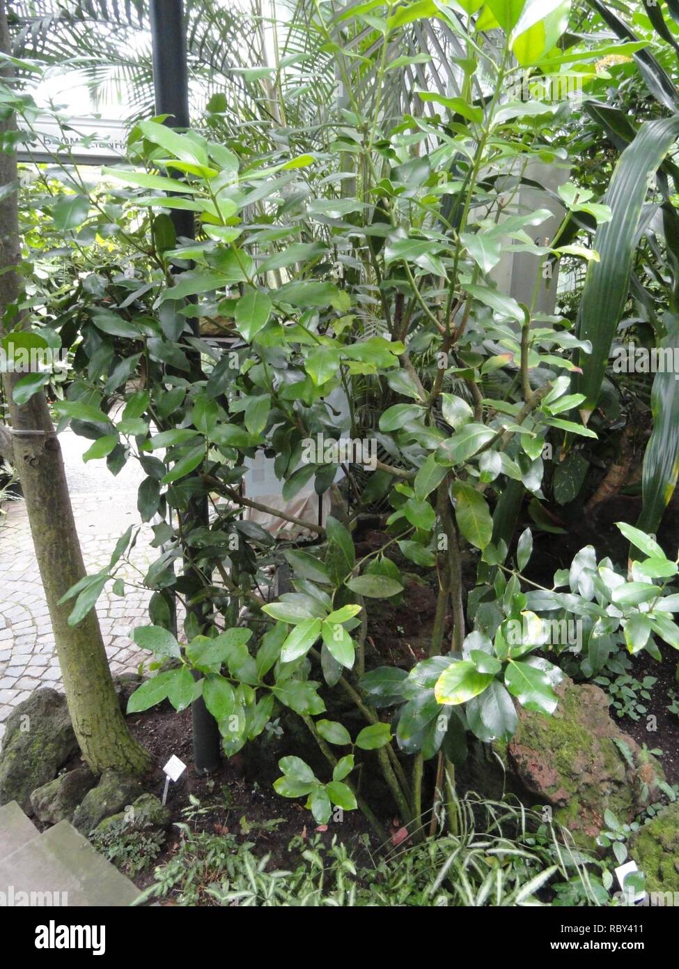 Acokanthera oblongifolia - Palmengarten Frankfurt - DSC01796. Stock Photo