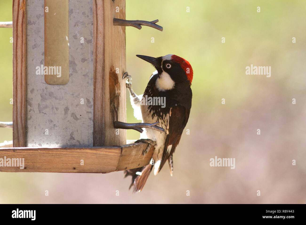 An Acorn Woodpecker inspects the bird feeder. I hope he likes sunflower seeds... Acorn Woodpecker inspects the bird feeder. Stock Photo