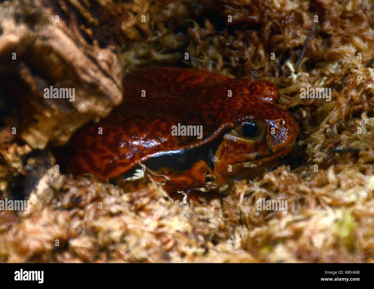 Acquario di Genova 27072015 06 Dyscophus Stock Photo Alamy
