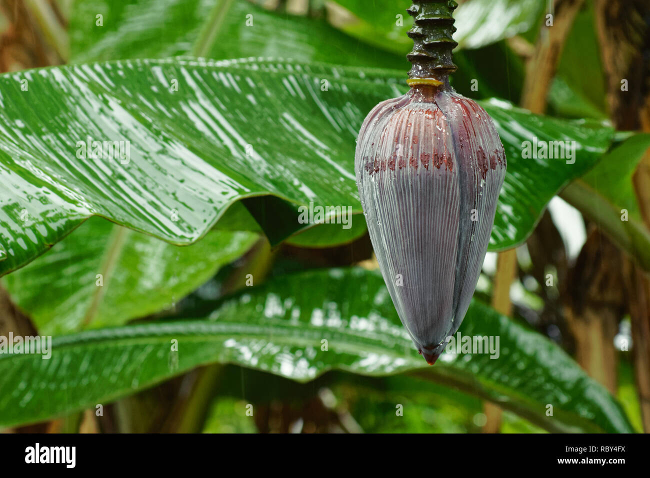 Tropical fruit seychelles hires stock photography and images Alamy