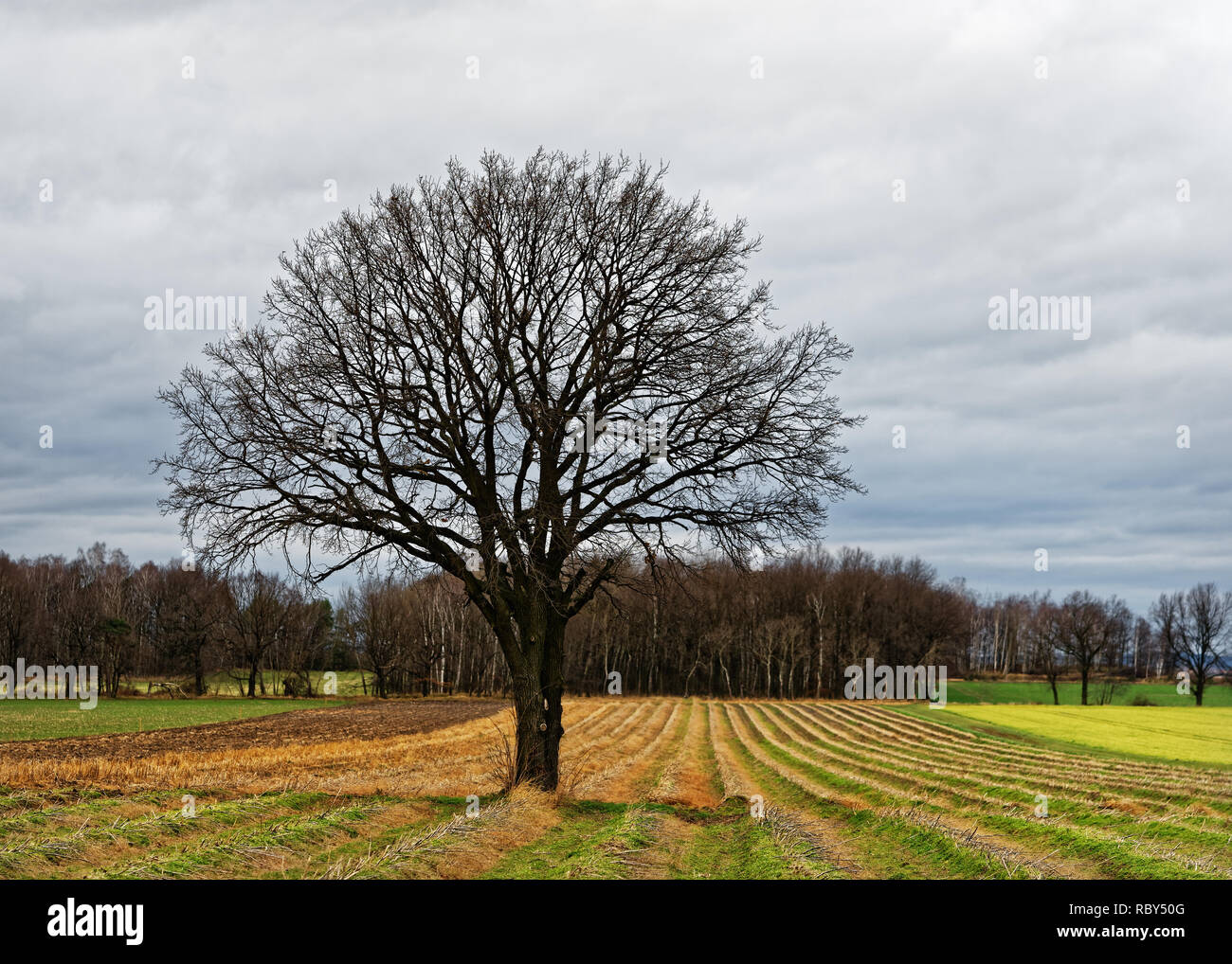 Tree without leaves with round crown on a harvested field, bumps as a view guide, in the background a forest area - Location: Saxony, Germany Stock Photo