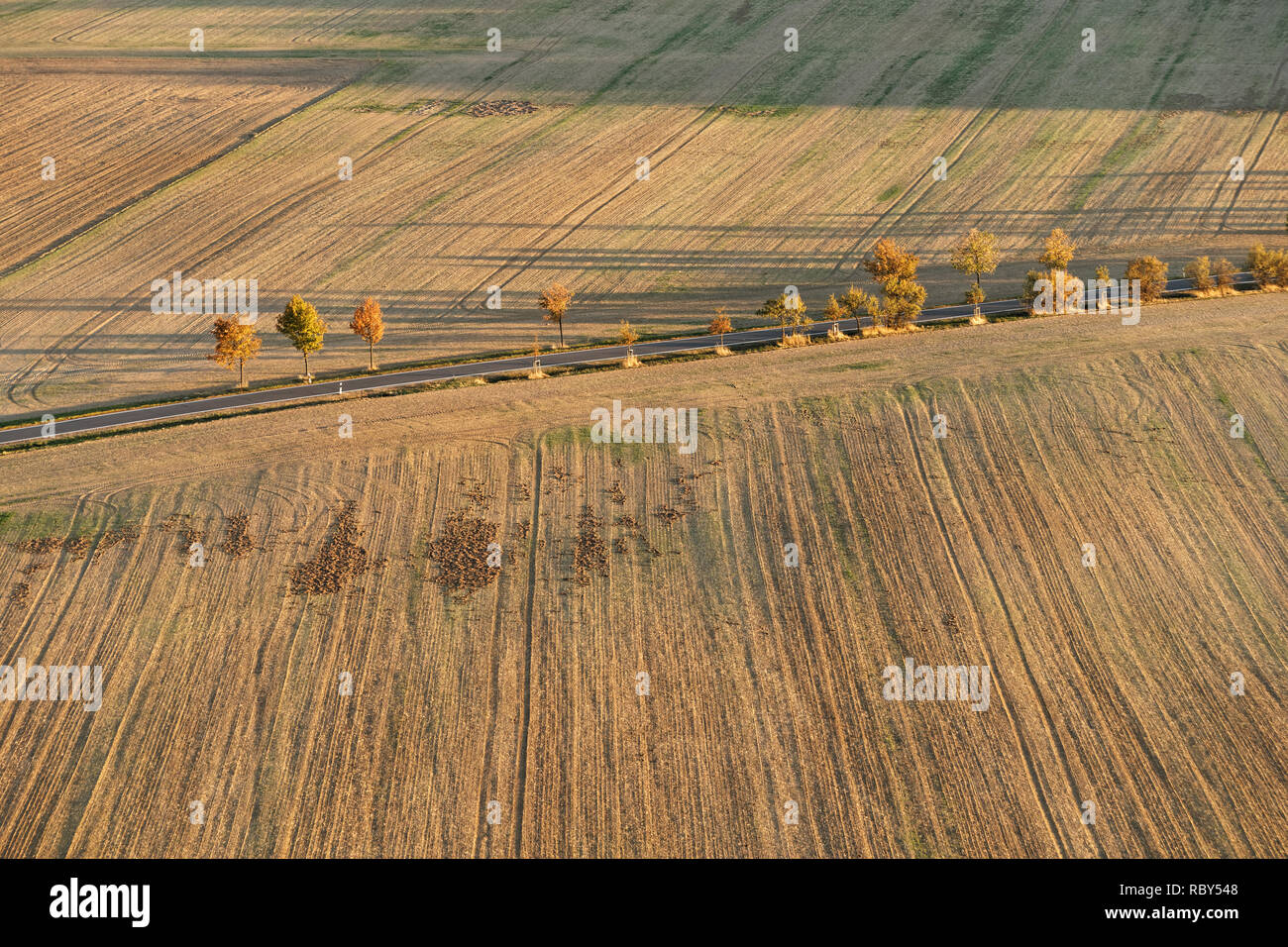 A asphalt road with rows of trees in autumn colors leads over an empty very dry field with traces of agricultural machinery, evening light, trees cast Stock Photo