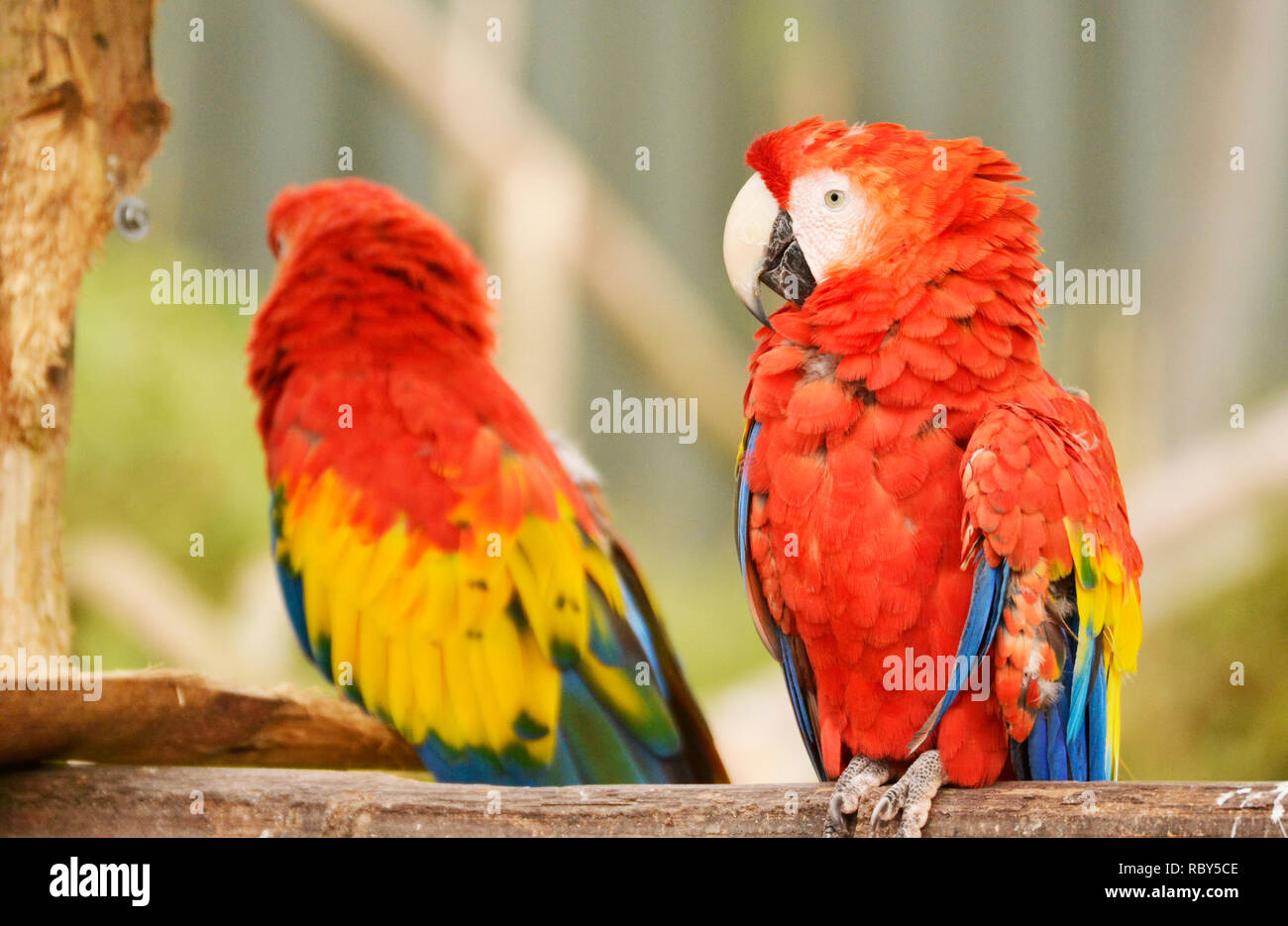 Scarlet Macaw Amazonian Parrot at South Lakes Safari Zoo, Cumbria, UK Stock Photo