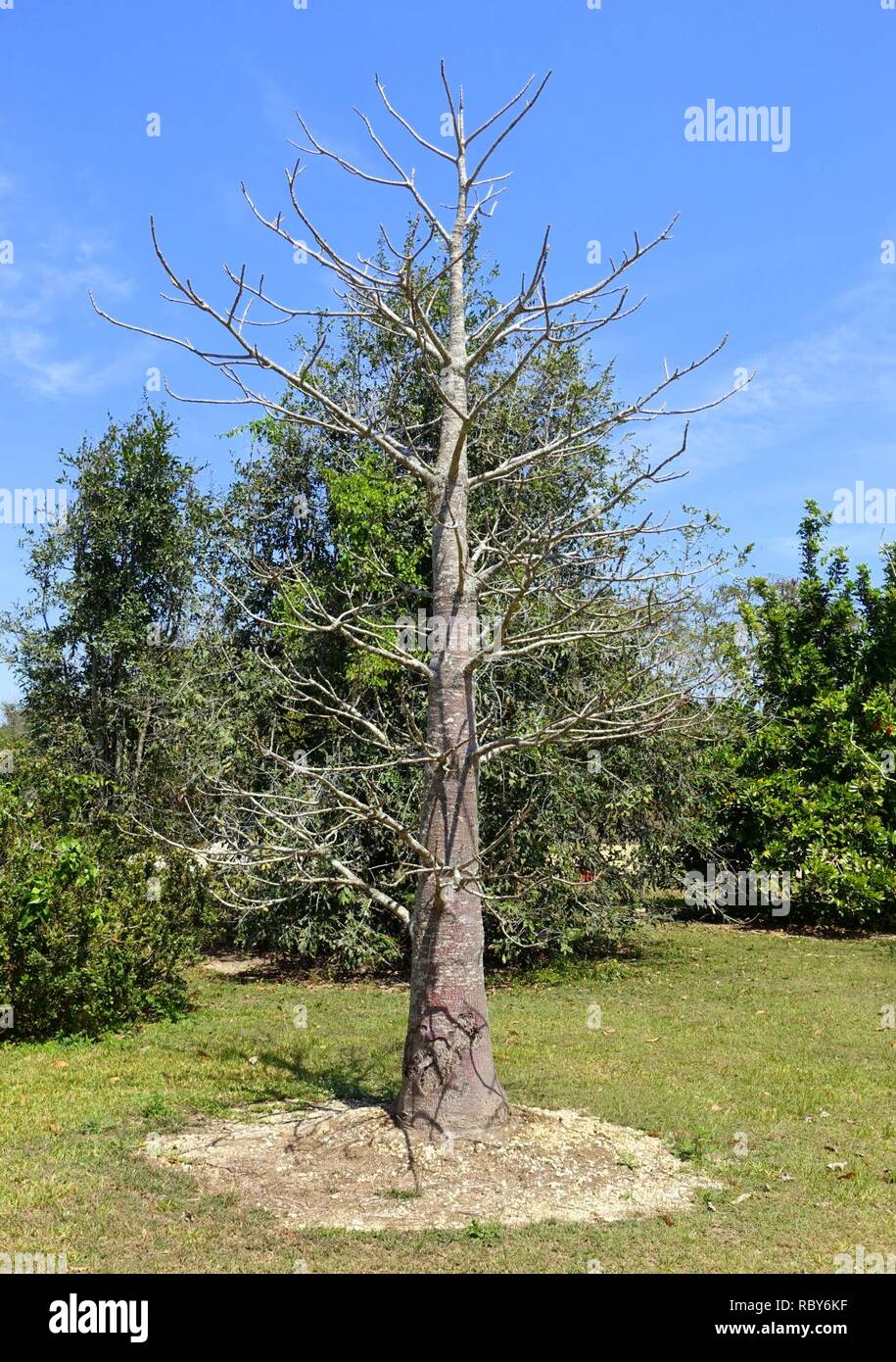 Adansonia suarezensis Fruit and Spice Park Homestead, Florida