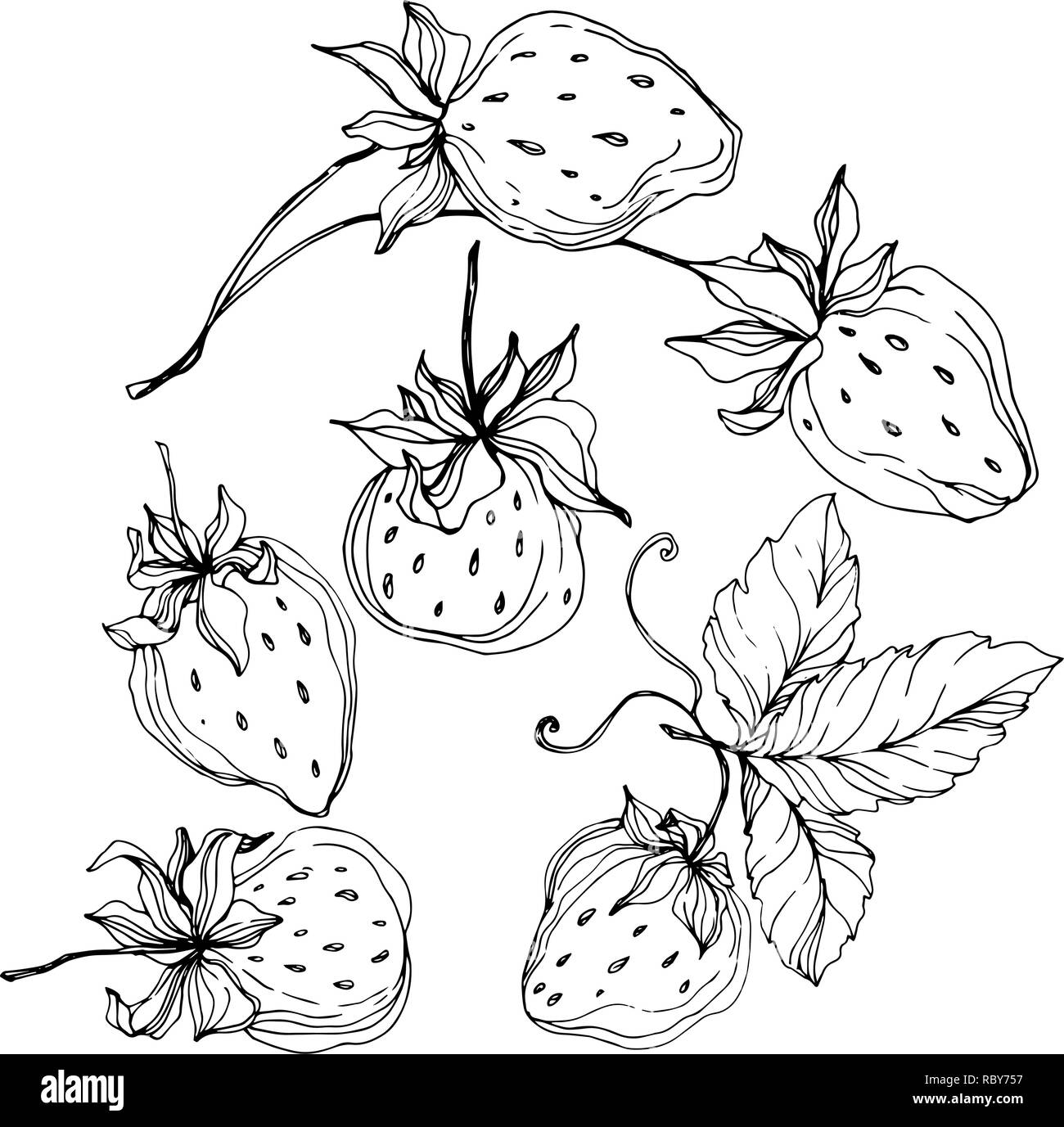 Vector Strawberry fruits. Black and white engraved ink art. Isolated ...