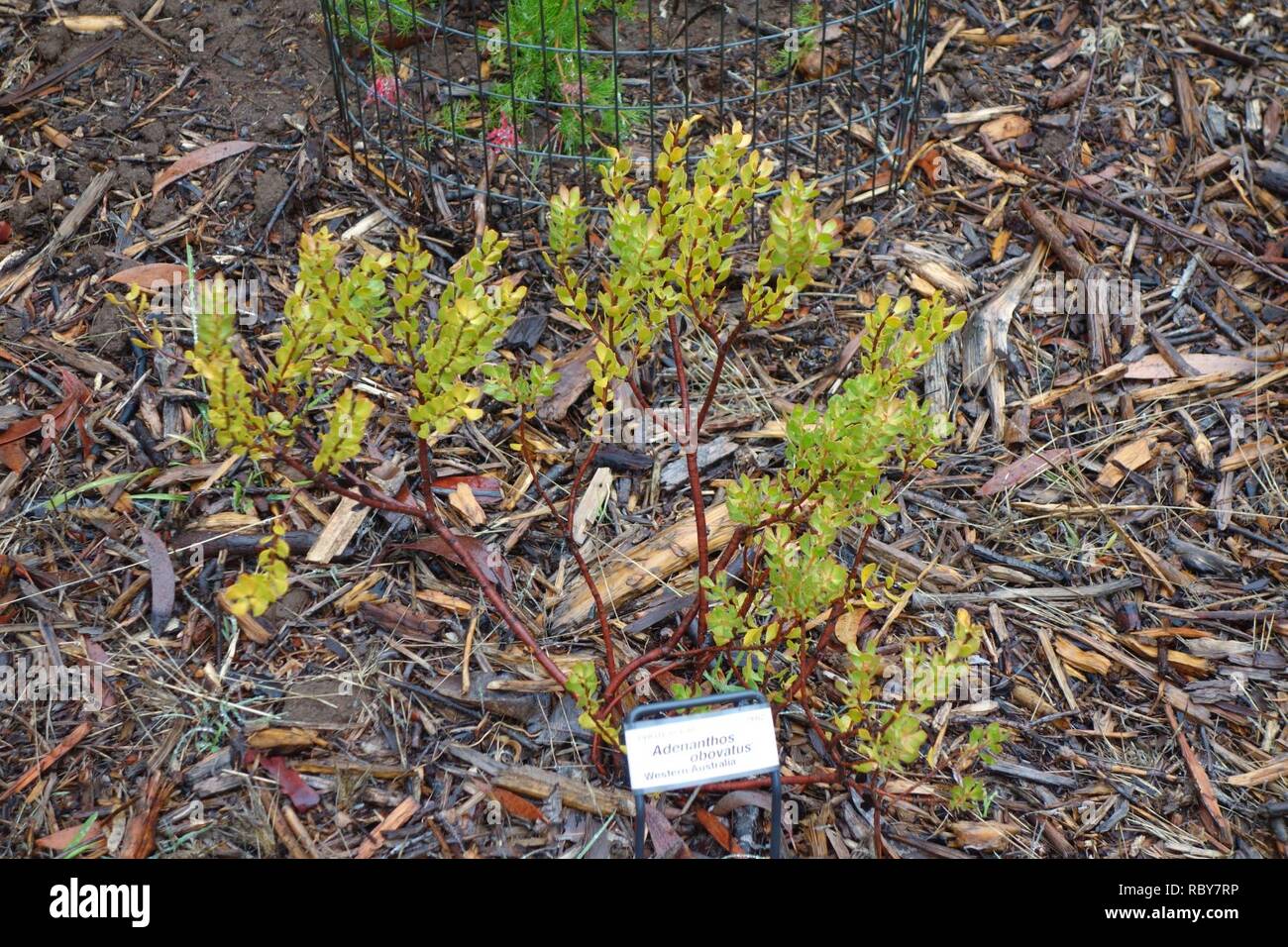Adenanthos obovatus - UC Santa Cruz Arboretum - DSC07389. Stock Photo