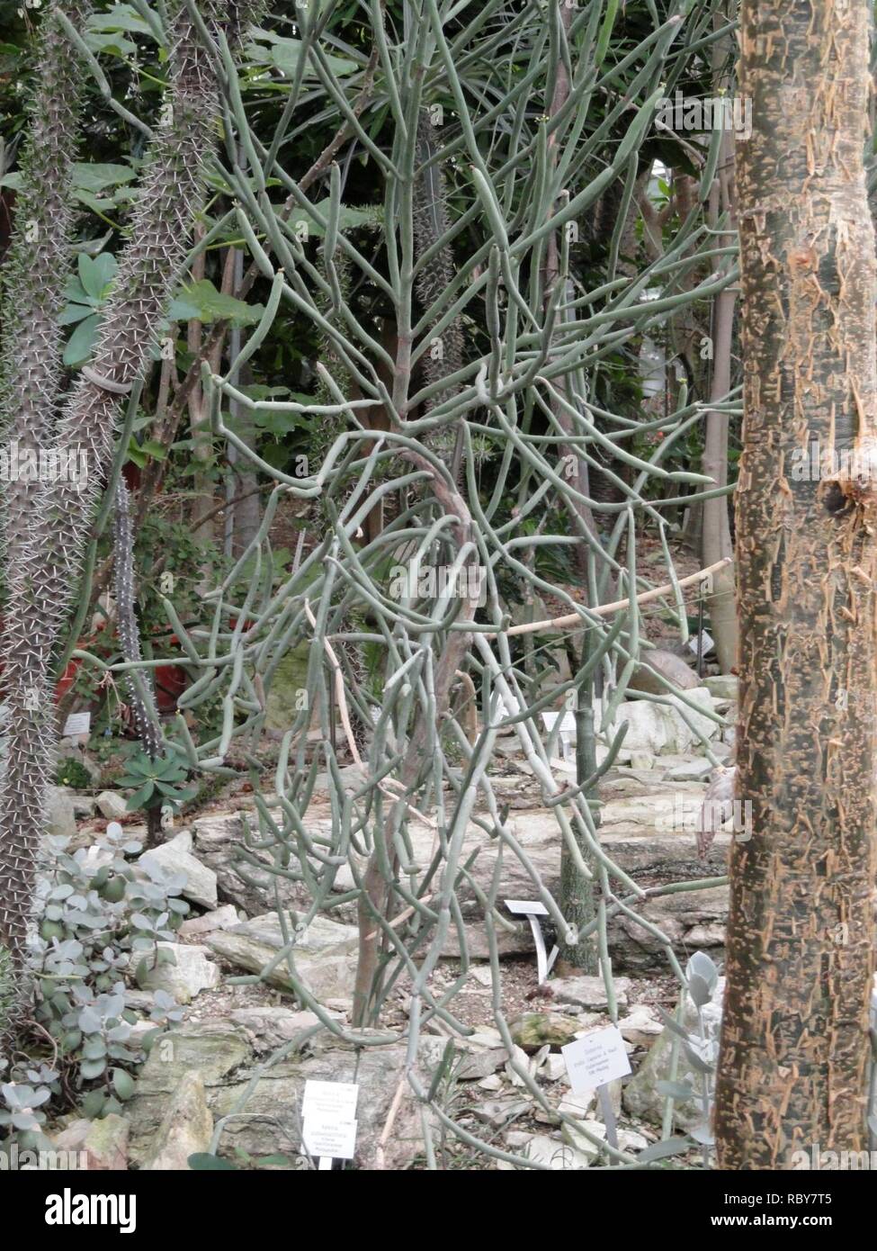 Adenia subsessilifolia - Palmengarten Frankfurt - DSC01662. Stock Photo
