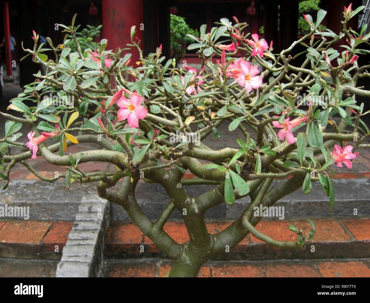 Adenium collection hi-res stock photography and images - Alamy