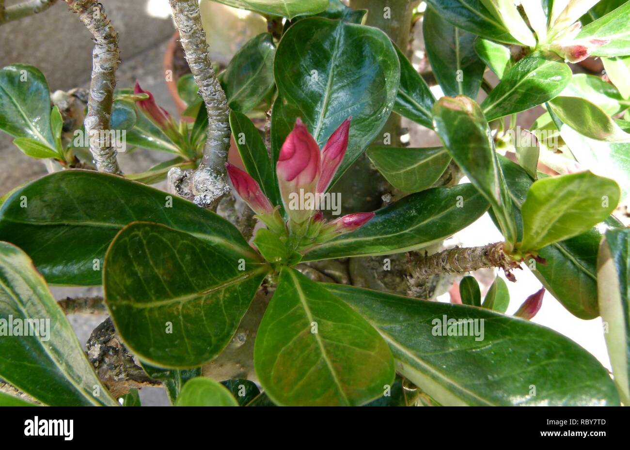 Adenium collection hi-res stock photography and images - Alamy