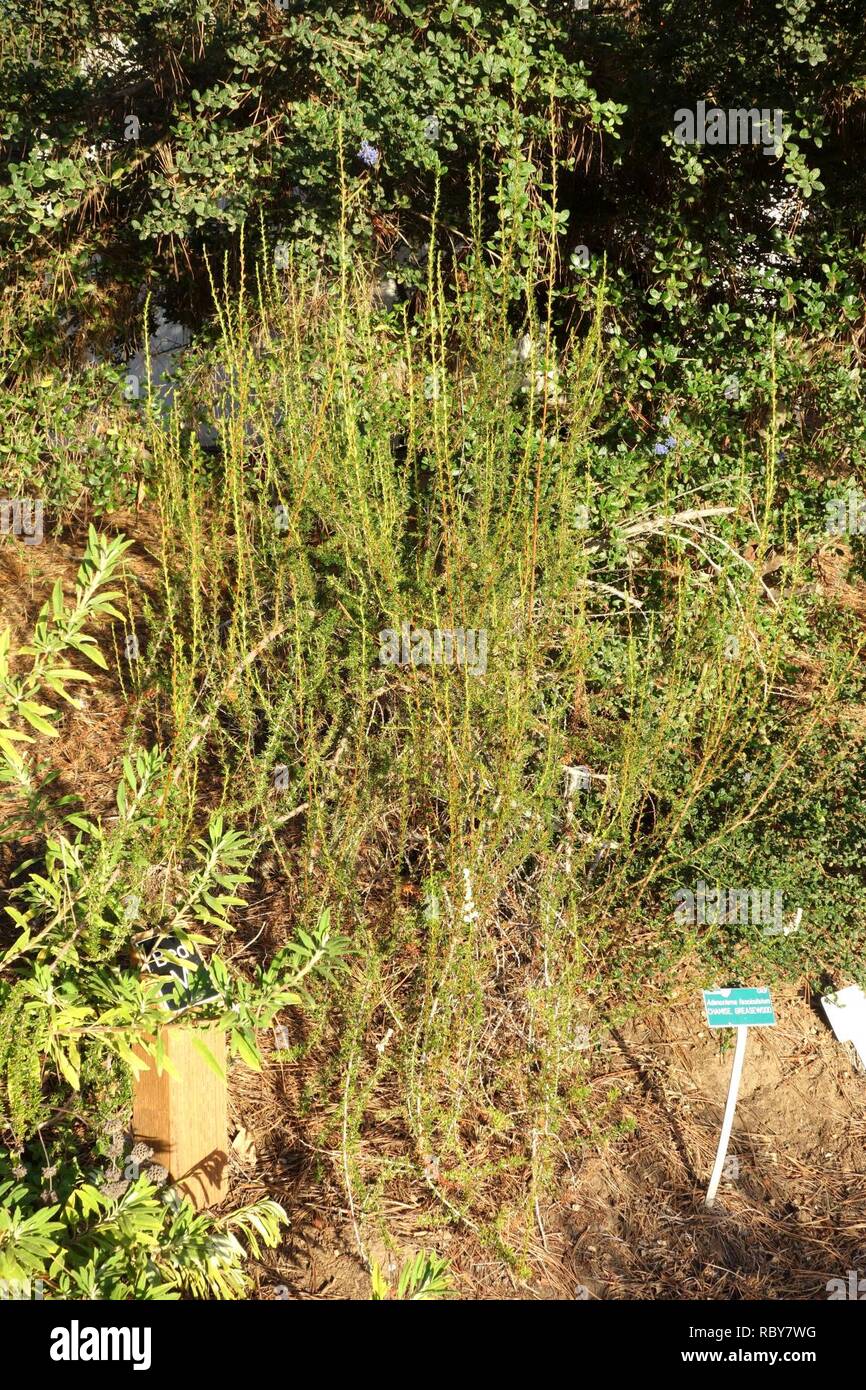 Adenostoma fasciculatum - San Luis Obispo Botanical Garden - DSC06045. Stock Photo