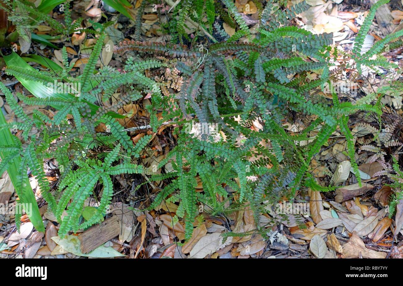 Adiantum hispidulum - Marie Selby Botanical Gardens - Sarasota, Florida - DSC01802. Stock Photo
