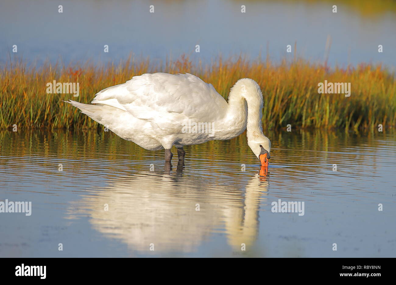 Beautiful synonyms hires stock photography and images Alamy
