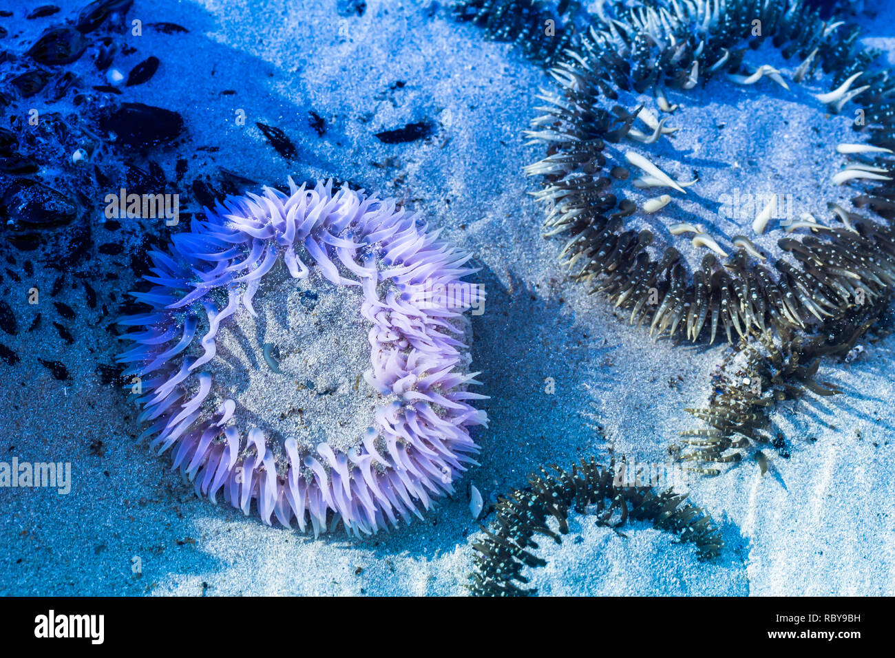 Sea Anemone close up under the sea - Image Stock Photo