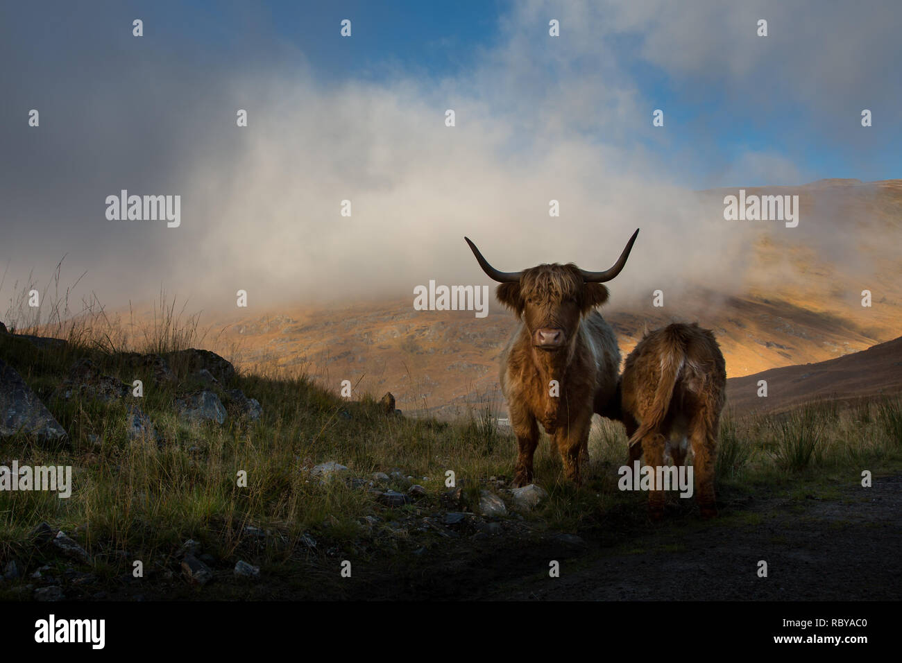 Highland cow and calf in the Scottish highlands Stock Photo - Alamy