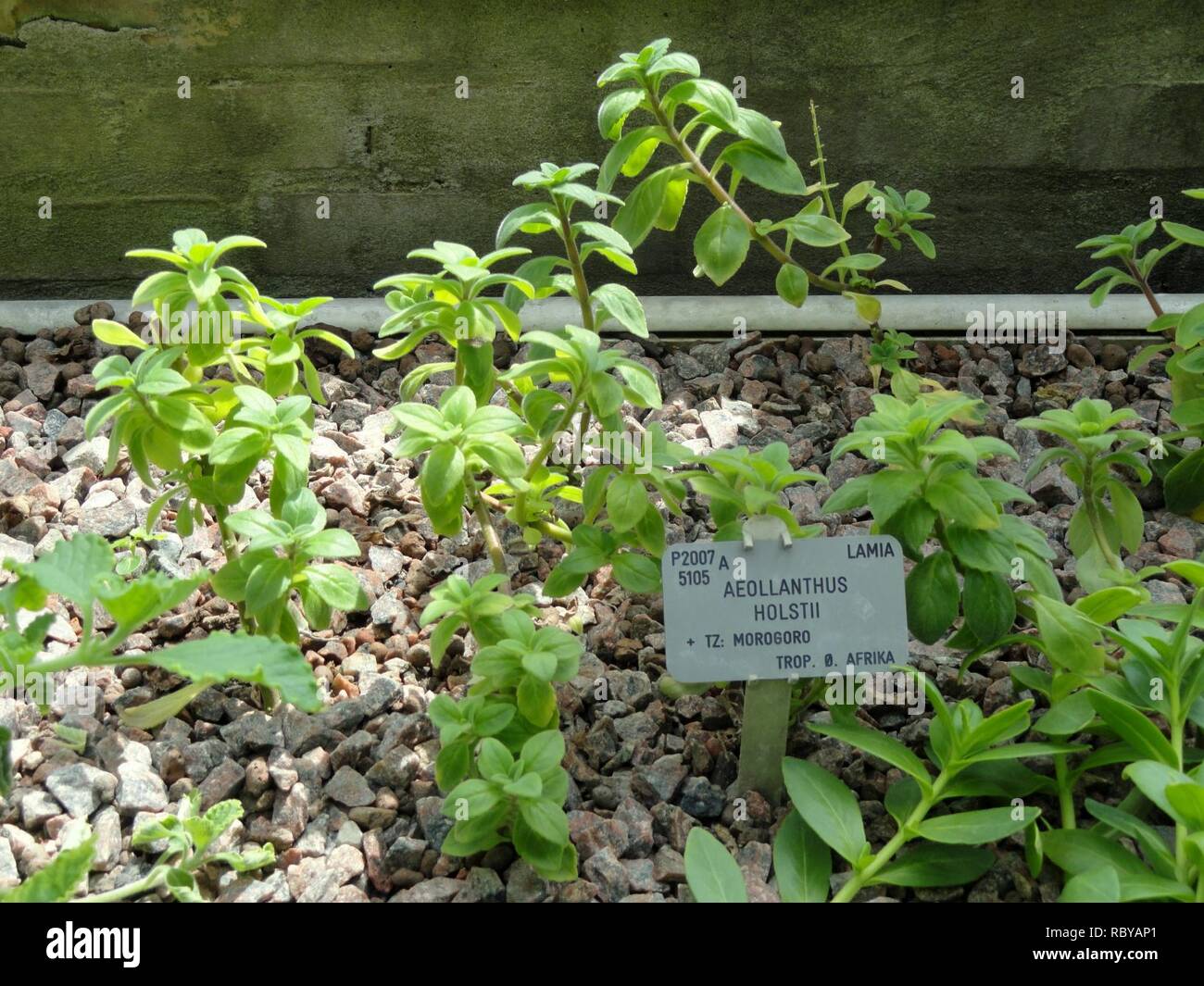 Aeollanthus holstii - Copenhagen Botanical Garden - DSC07403. Stock Photo