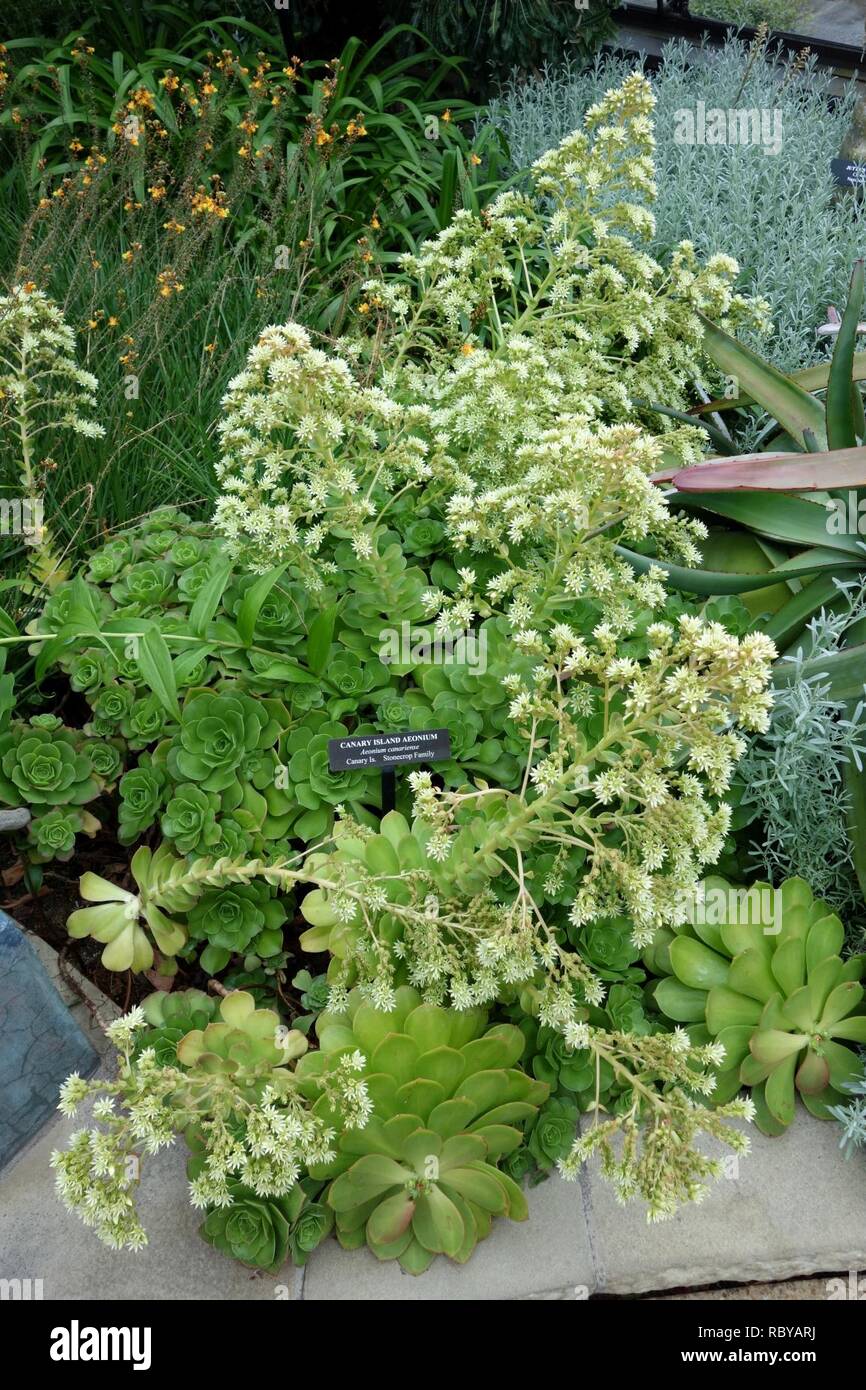 Aeonium canariense - Longwood Gardens - DSC01212. Stock Photo