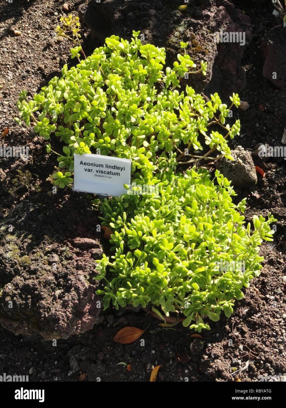 Aeonium Lindleyi Var Viscatum Botanischer Garten Frankfurt Am