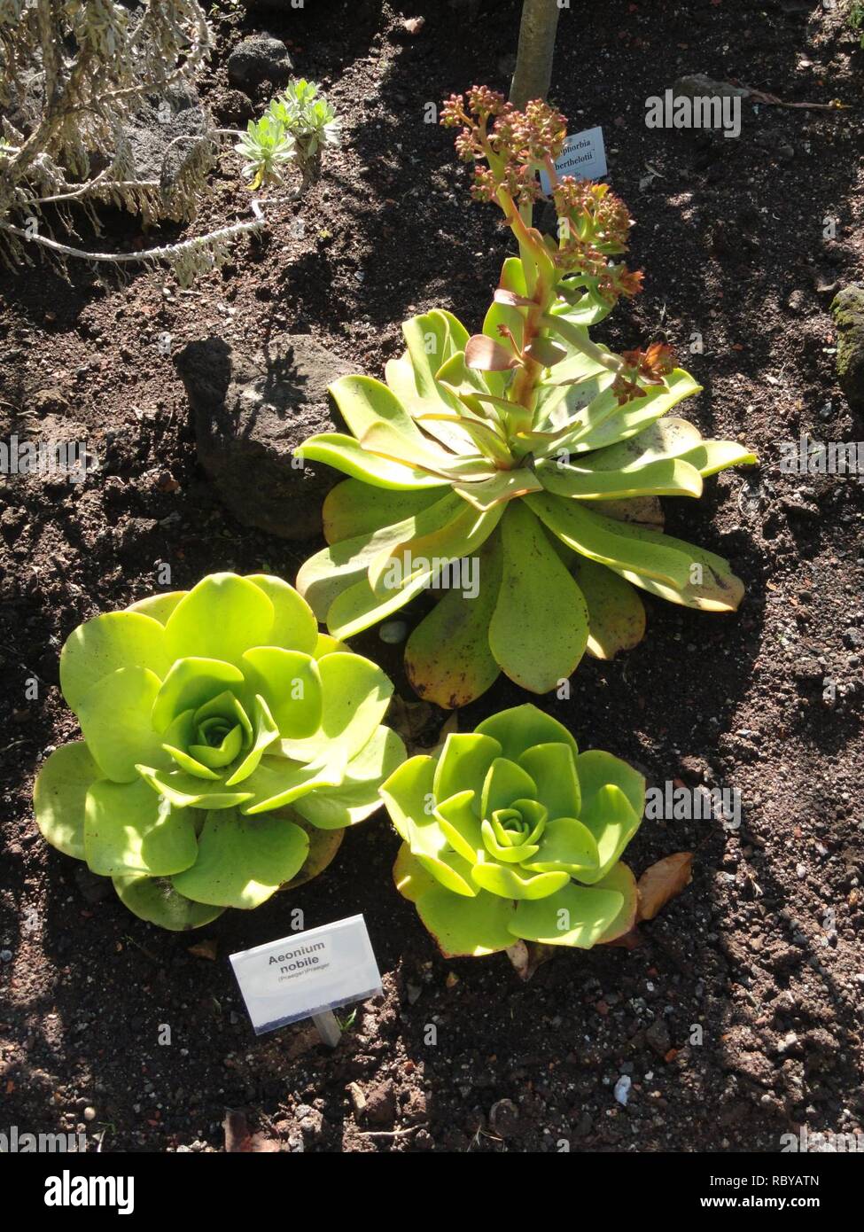 Aeonium Nobile Botanischer Garten Frankfurt Am Main Dsc02375 Stock Photo Alamy