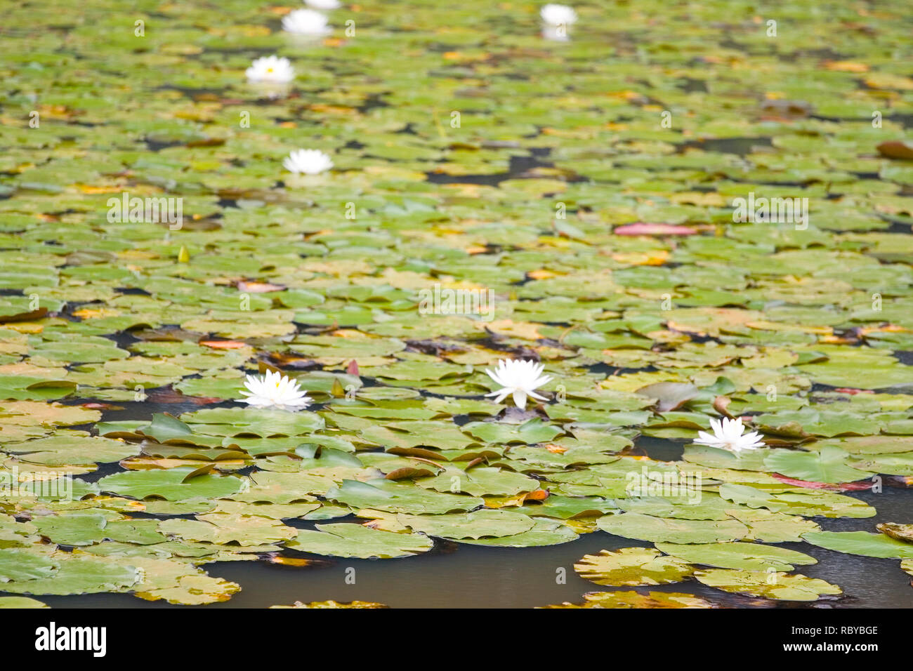 Seney National Wildlife Refuge, Michigan Stock Photo - Alamy