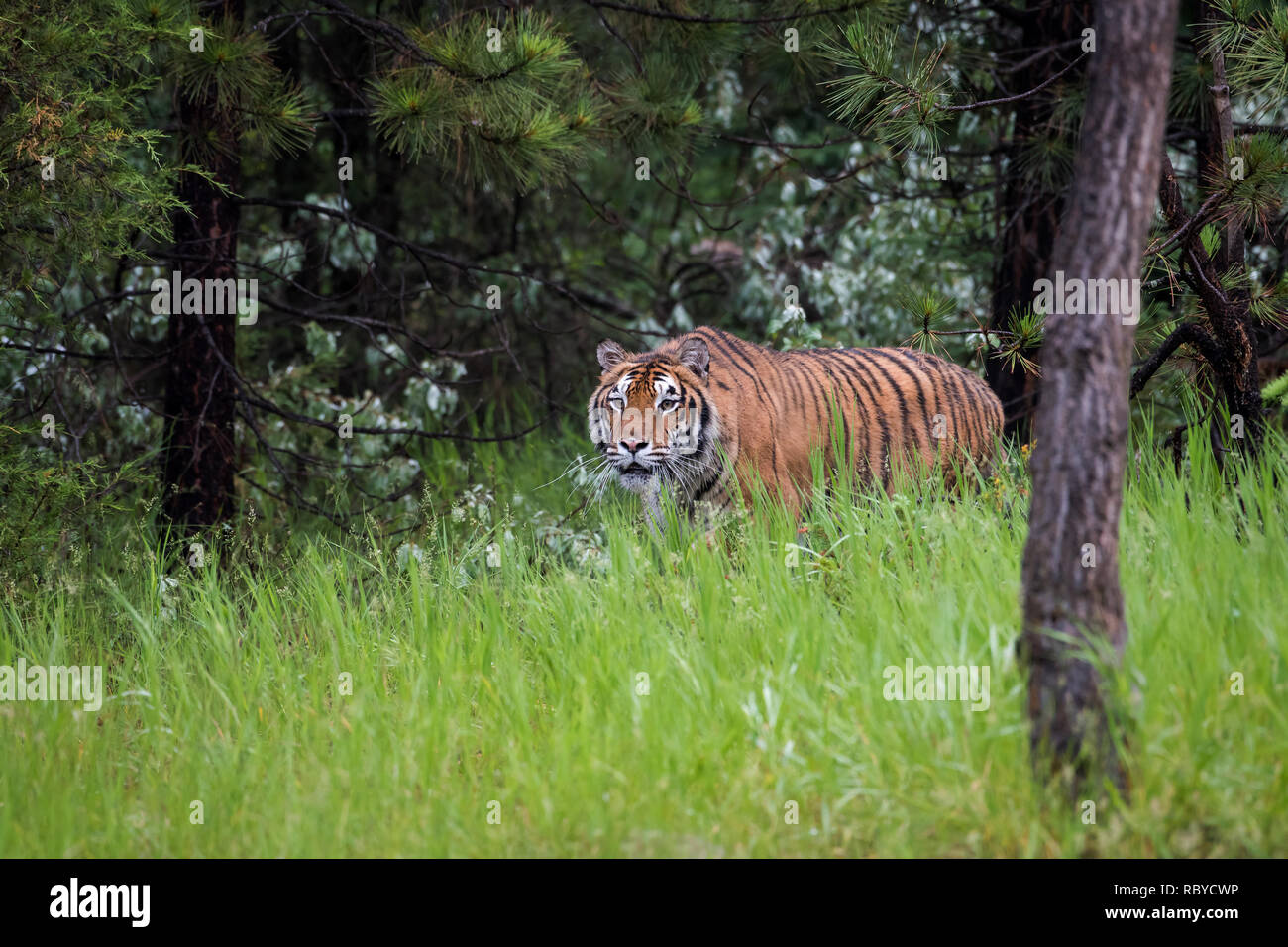 Amur Tiger Stalking through the Long Grass in a Pine Forest Stock Photo