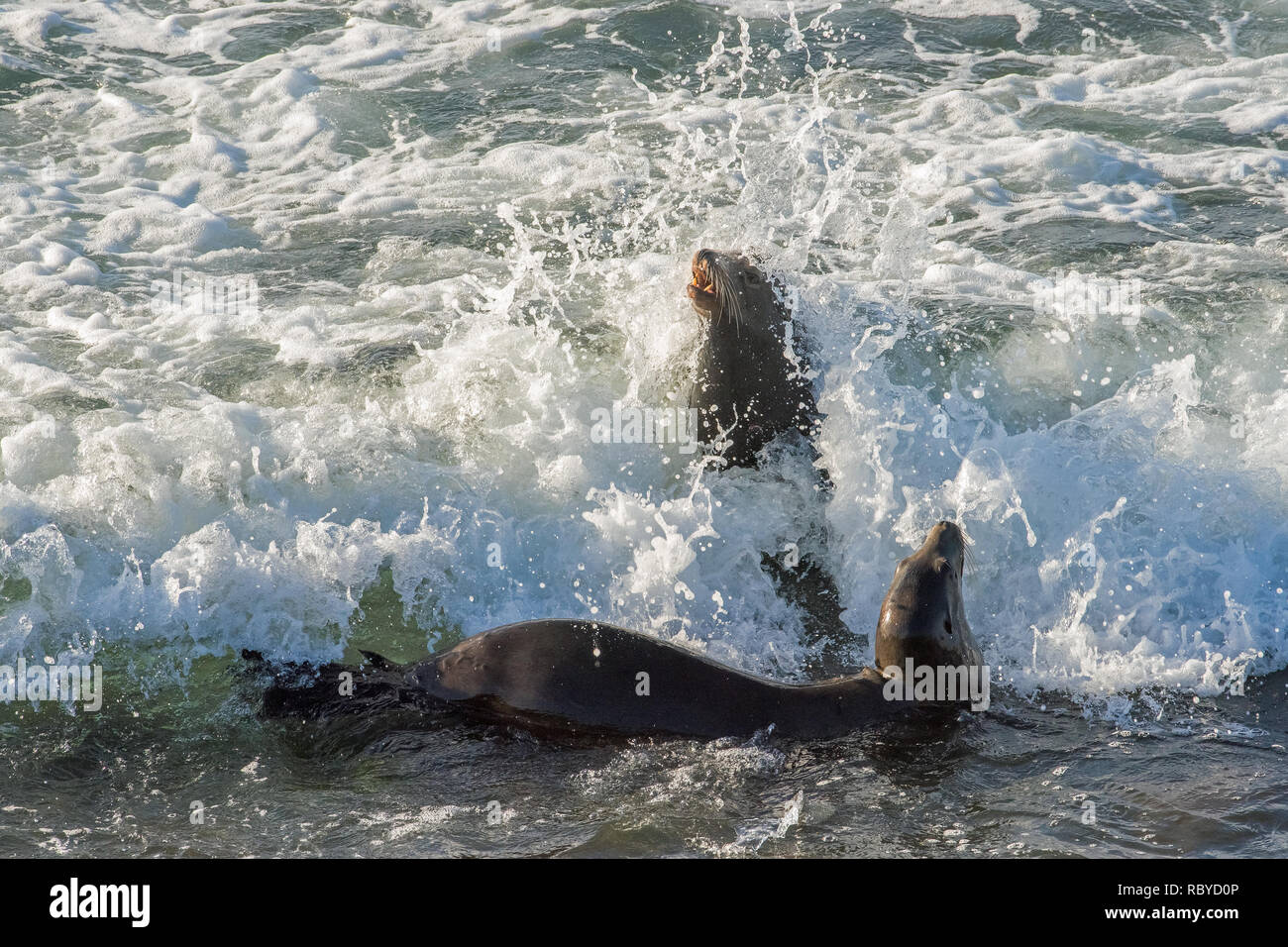 California Sea Lions Caught in Incoming Waves while Playing in the Surf Stock Photo