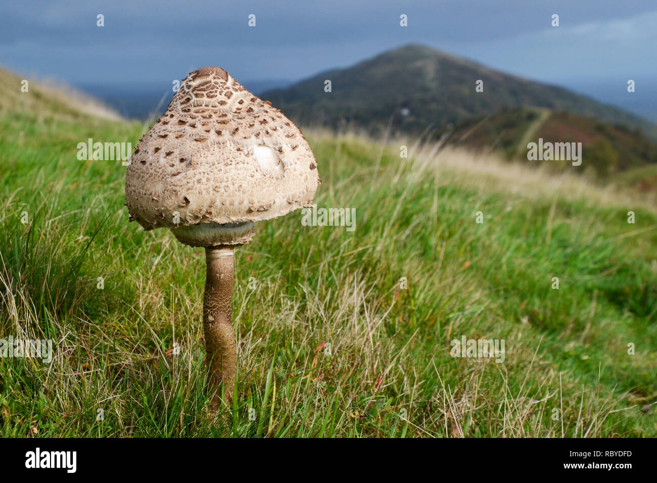 Parasol mushroom growing on the Malvern Hills, worcestershire, Stock Photo