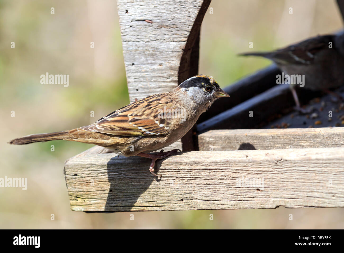 Golden crown bird hires stock photography and images Alamy