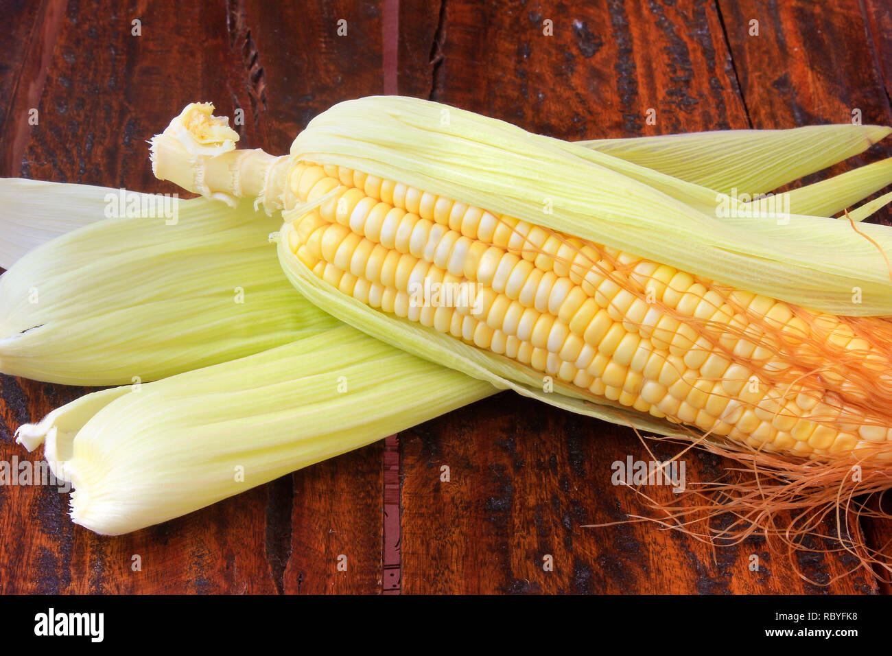 raw and fresh corn on the cob isolated on rustic wooden table. Copy