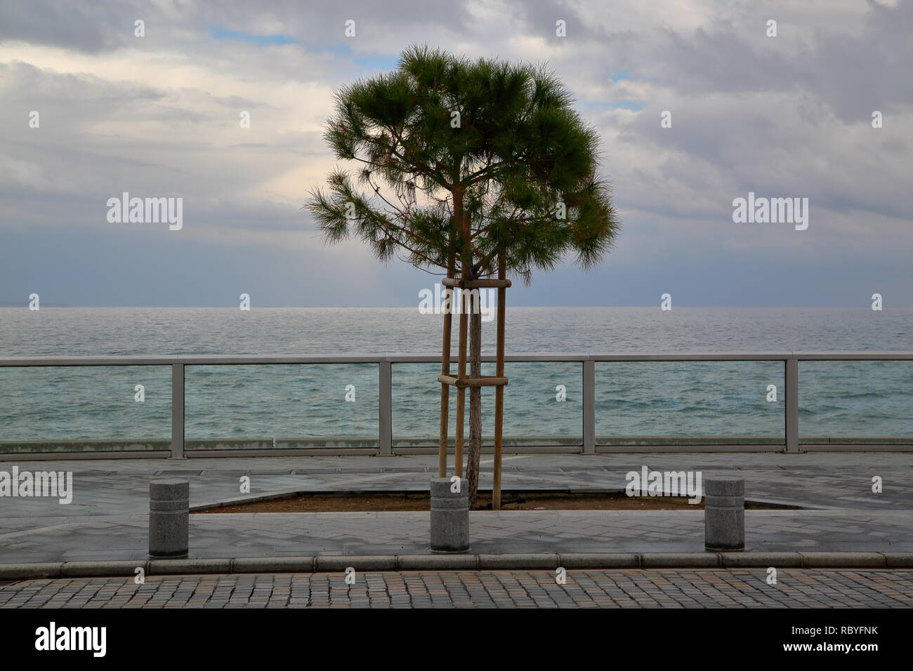 One alone lonely plant, pine, grows on promenade along sea, water, cloudy sky, without people Stock Photo