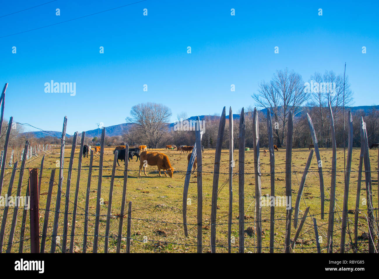 Cows grazing in a meadow. Rascafria, Madrid province, Spain. Stock Photo