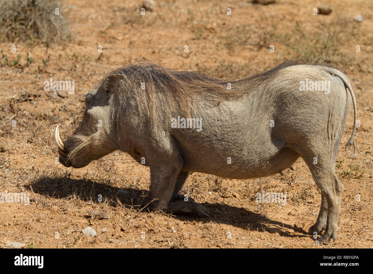 Warthog (Phacochoerus africanus) bending down on its knees to get closer to food, Addo Elephant National Park, South Africa Stock Photo