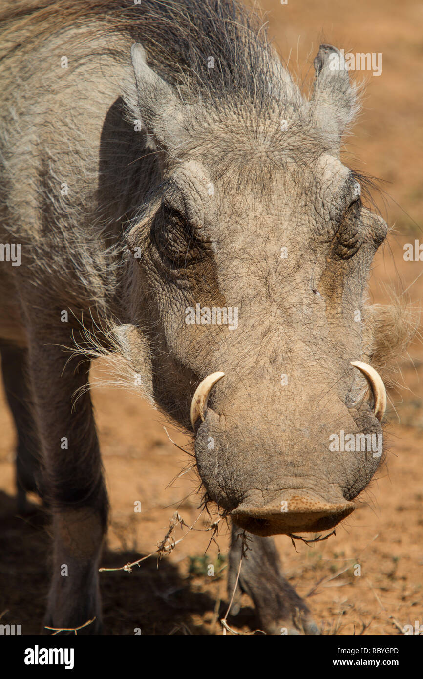 Warthog (Phacochoerus africanus), Addo Elephant National Park, South Africa Stock Photo