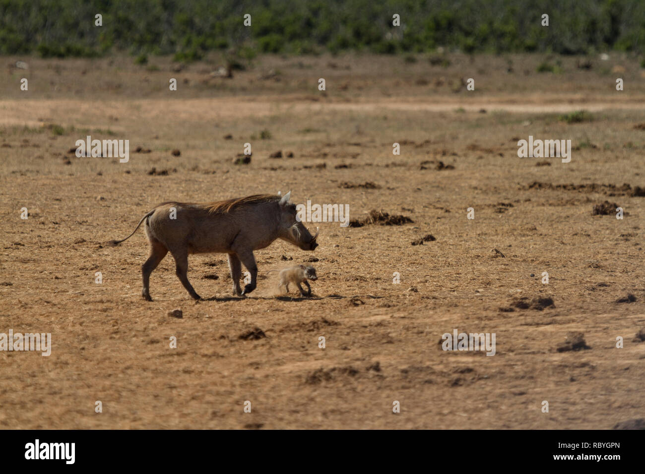 Warthog (Phacochoerus africanus) mother and baby, Addo Elephant National Park, South Africa Stock Photo