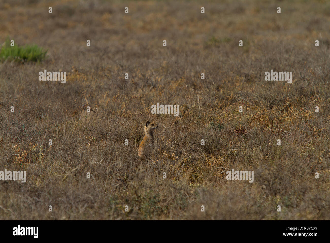 Meerkat (Suricata suricatta), Addo Elephant National Park Stock Photo