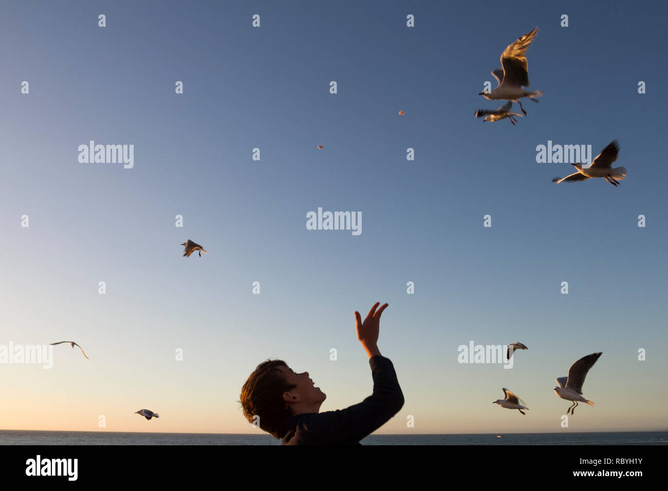 Young boy throws bread crumbs at seagulls flying above Stock Photo