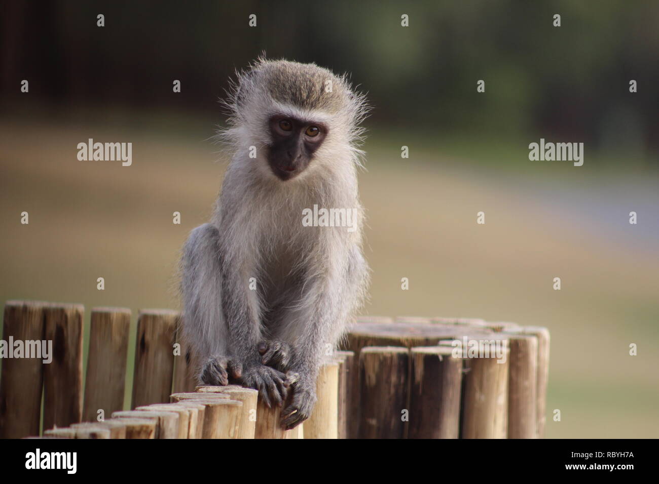 Vervet monkey in Kruger Park Lodge Resort, Hazyview, Mpumalanga, South Africa. Stock Photo