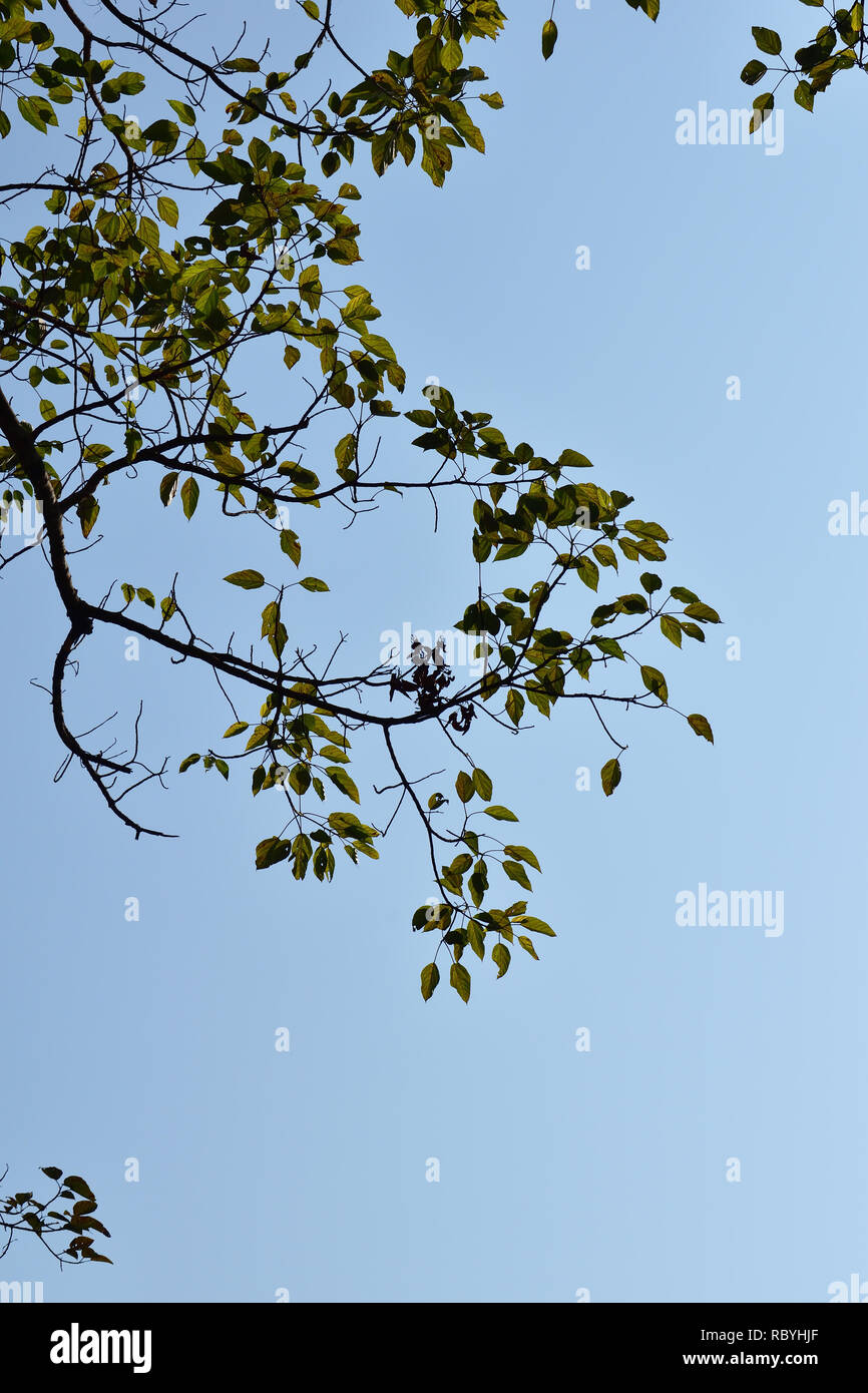 Tree branch with green leaves Stock Photo - Alamy