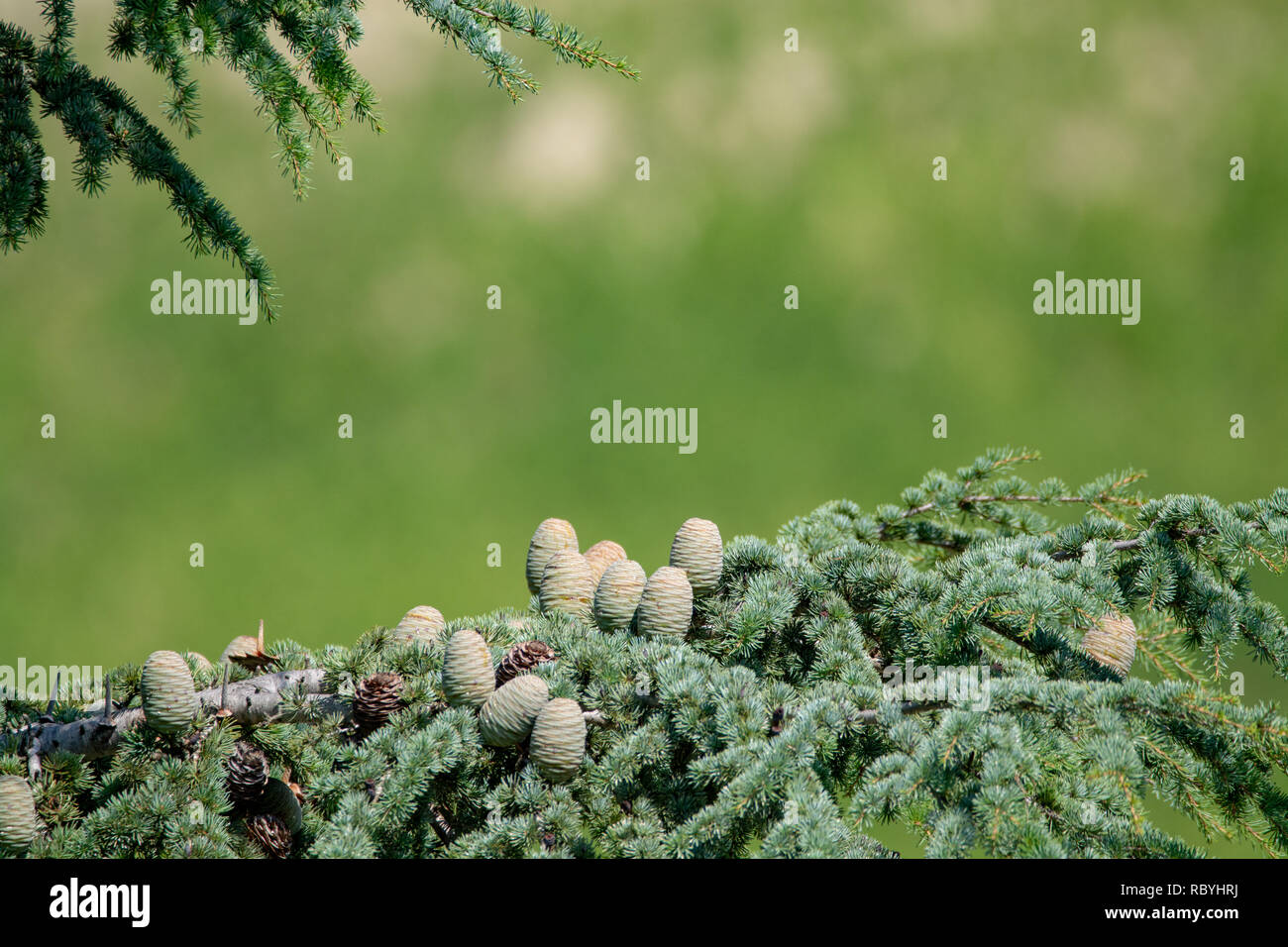 Himalayan cedar or deodar cedar tree with female and male cones, Christmas background close up copy space Stock Photo