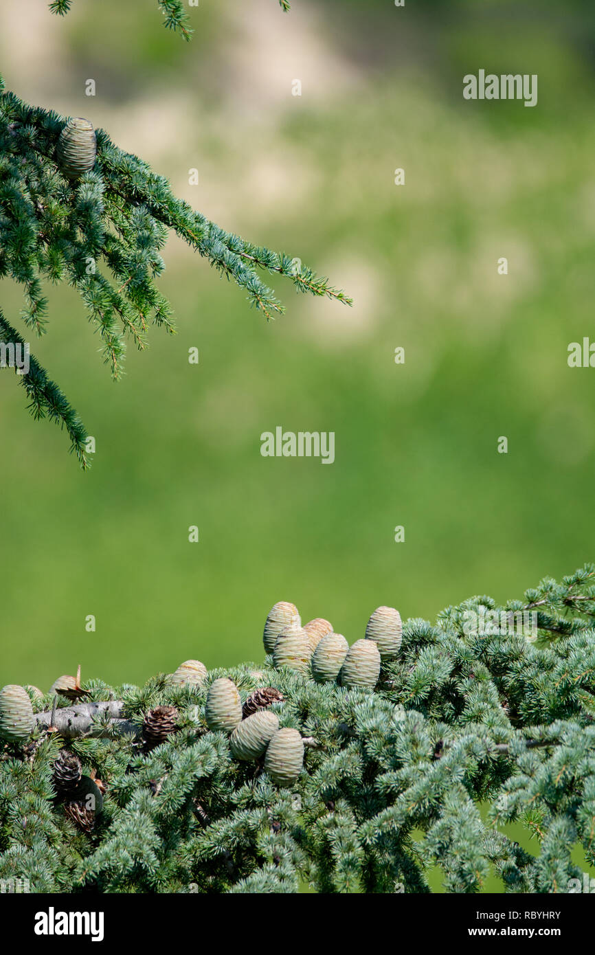 Himalayan cedar or deodar cedar tree with female and male cones, Christmas background close up copy space Stock Photo