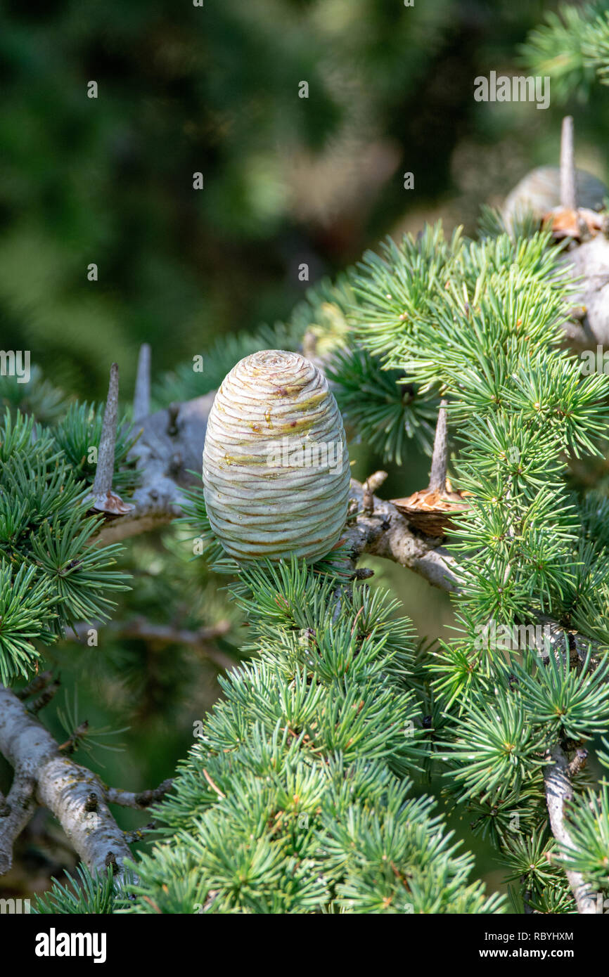 Himalayan cedar or deodar cedar tree with female cones, Christmas background close up Stock Photo