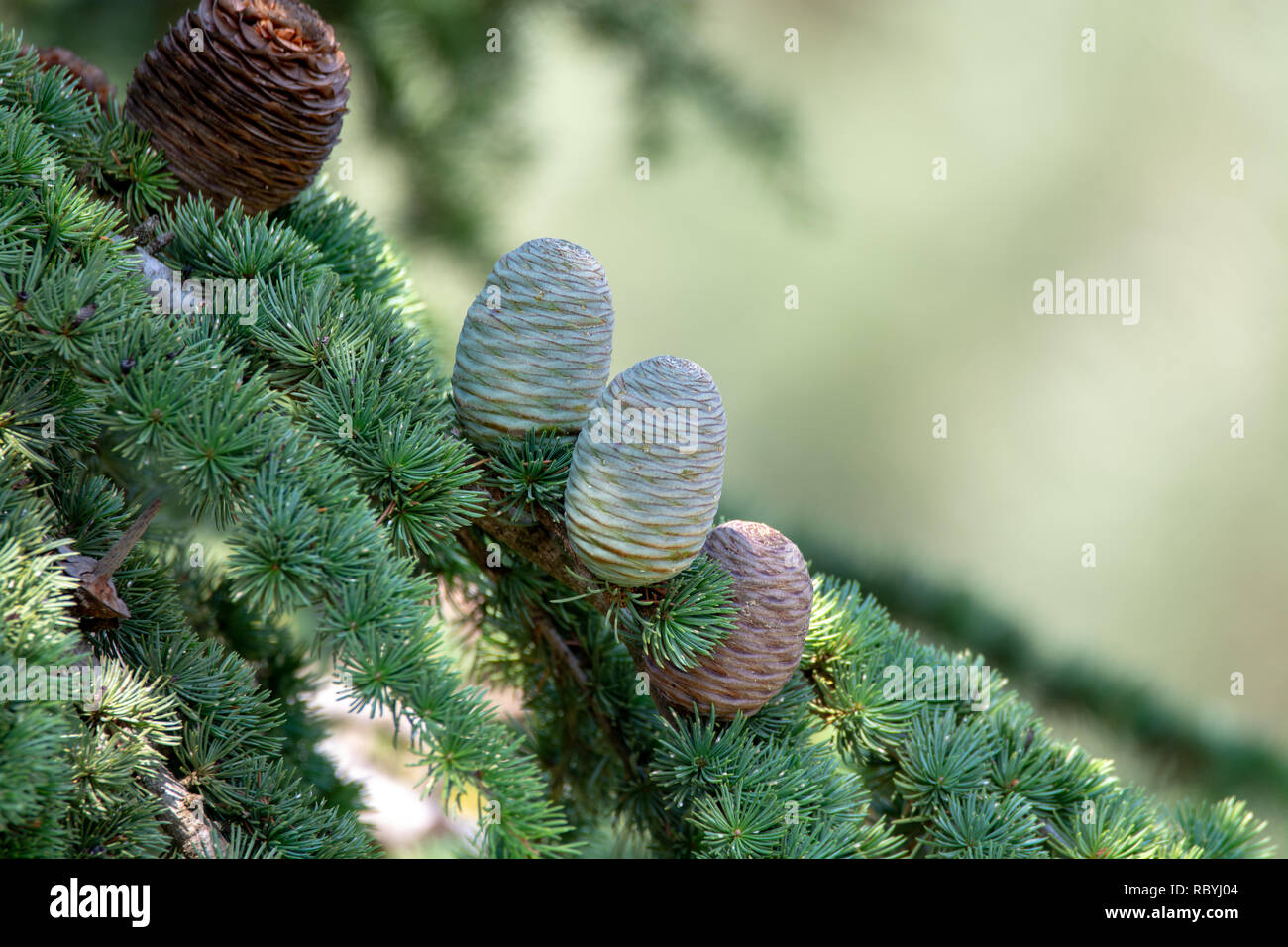 Himalayan cedar or deodar cedar tree with female and male cones
