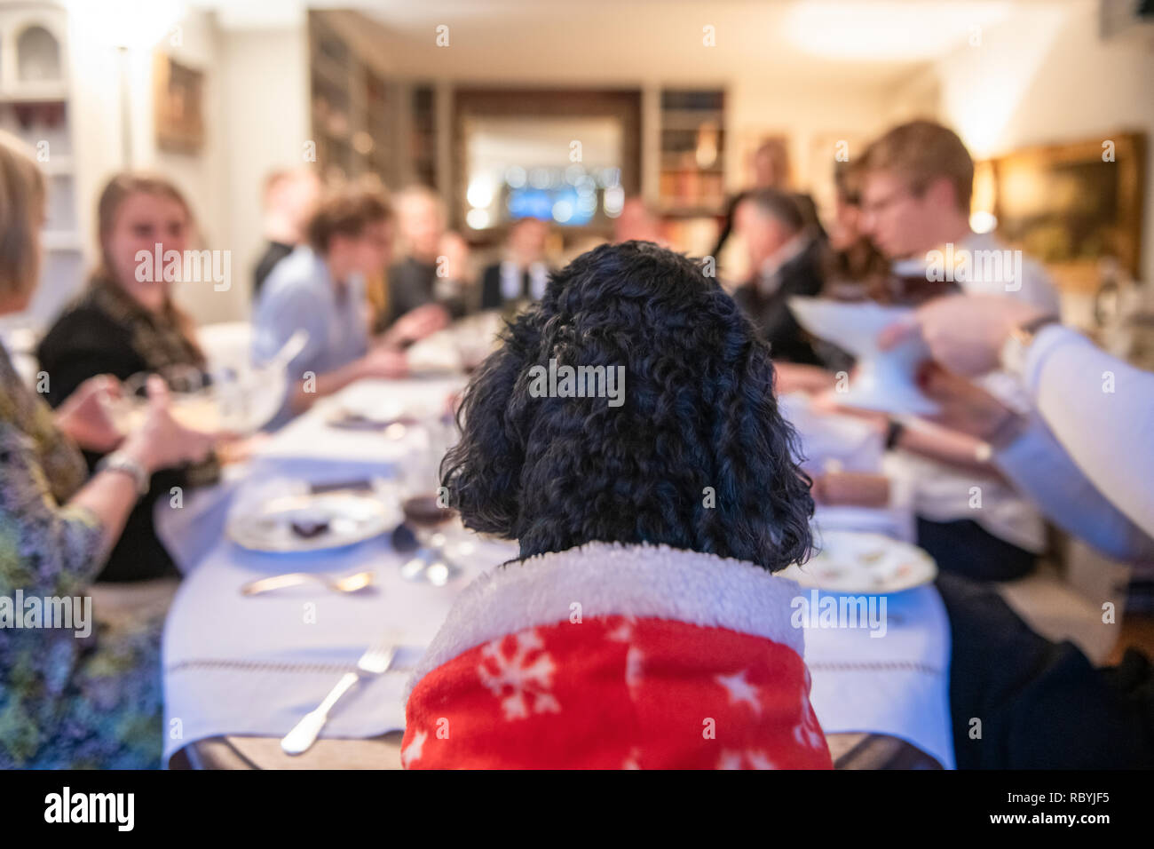 A small dog in a Christmas suit presides over Christmas lunch Stock Photo