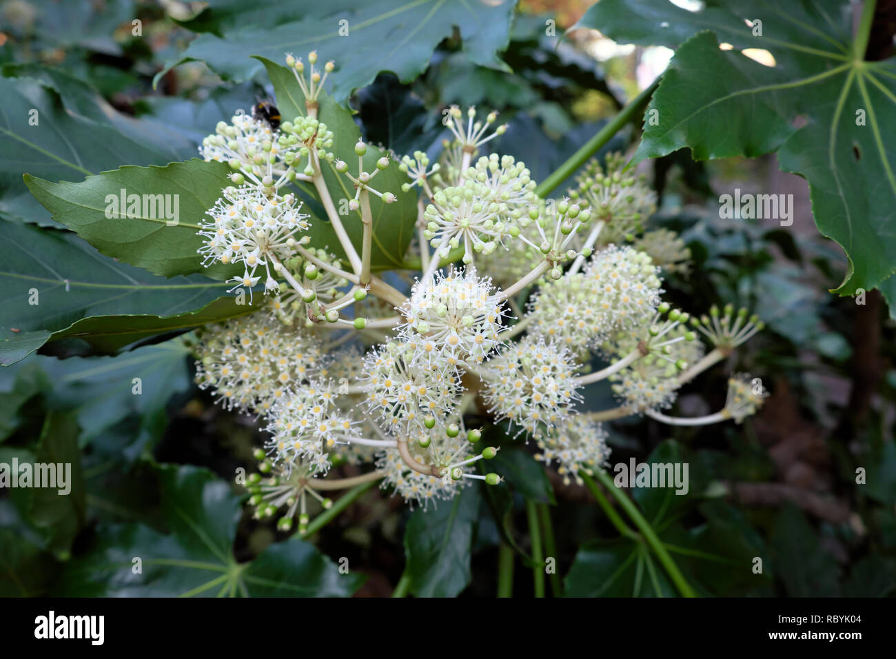 Fatsia Japonica shrub or Japanese paper plant with white flowers flowering in December in London England UK  KATHY DEWITT Stock Photo