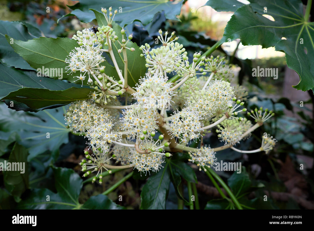 Fatsia Japonica shrub or Japanese paper plant with white flowers flowering in December in London England UK  KATHY DEWITT Stock Photo