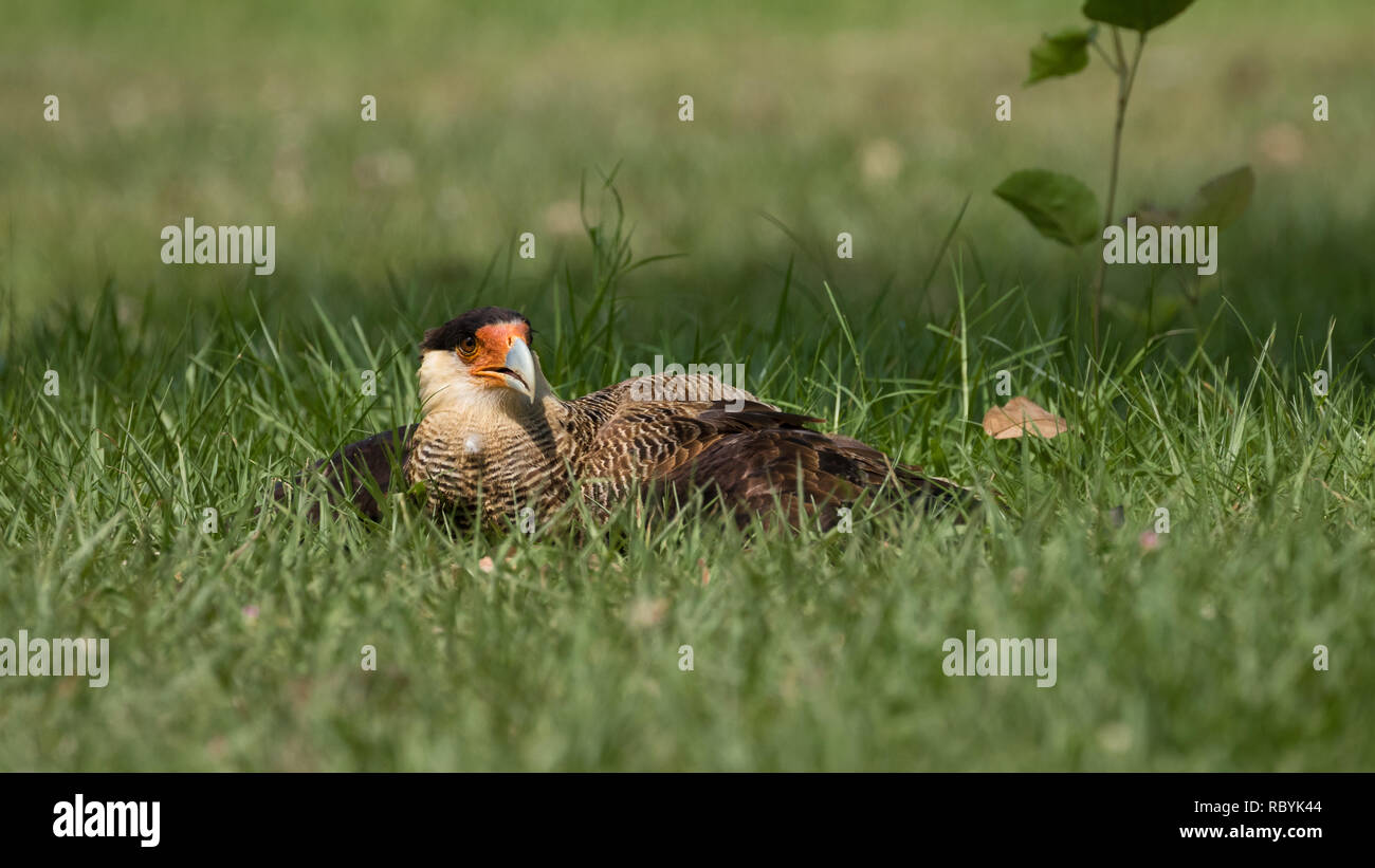 Southern crested caracara Stock Photo