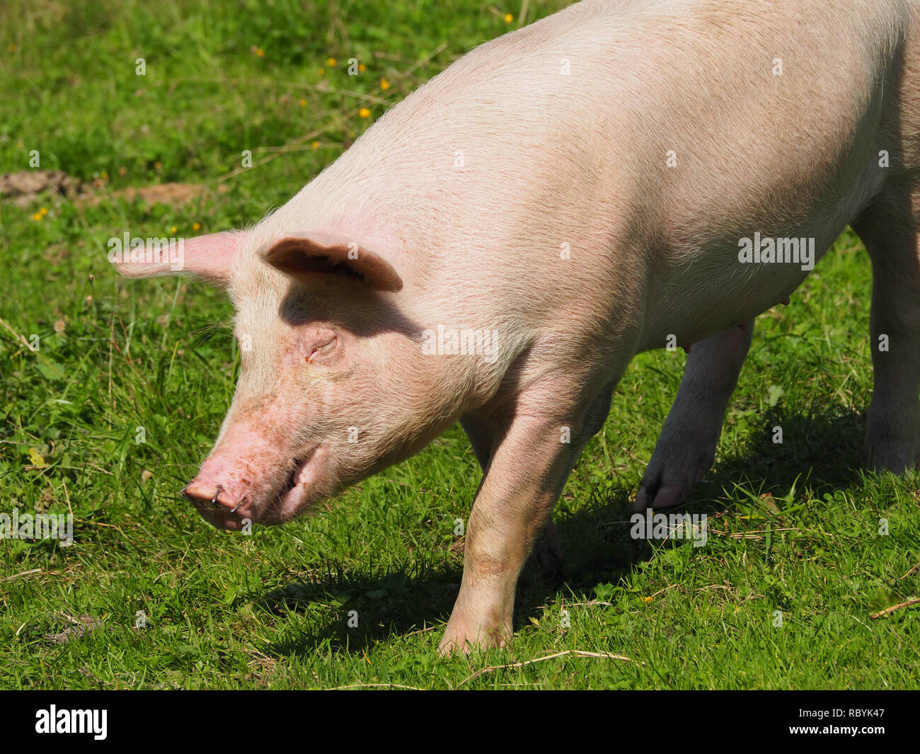 Scorfa Sus Scorfa Domesticus High Resolution Stock Photography and Images - Alamy