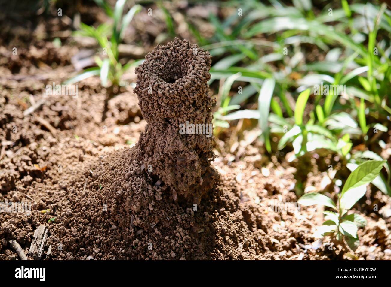 Ant tower hires stock photography and images Alamy