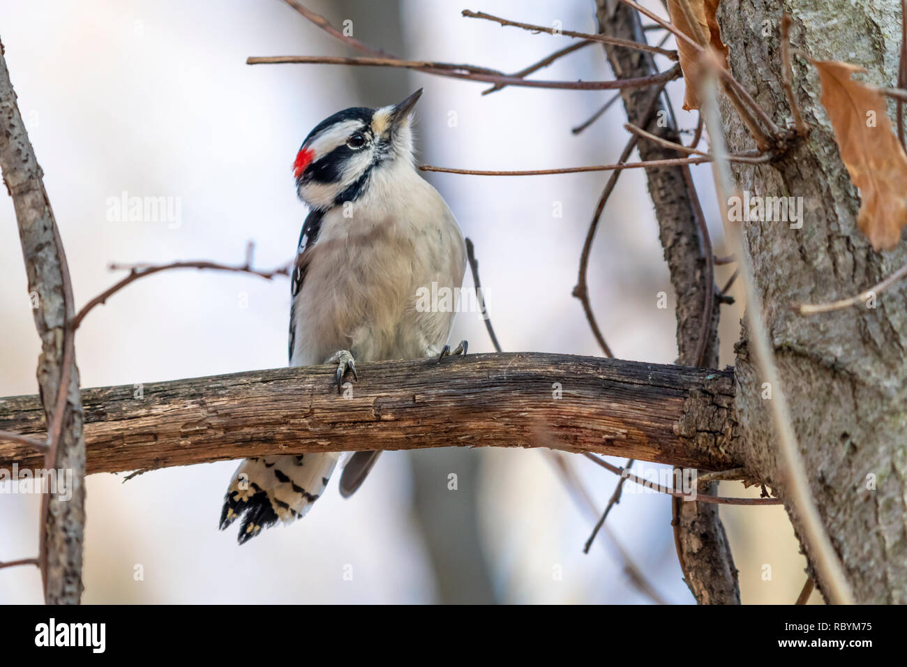 Male Downy Woodpecker (Dryobates pubescens) perched on a tree in the winter. Stock Photo