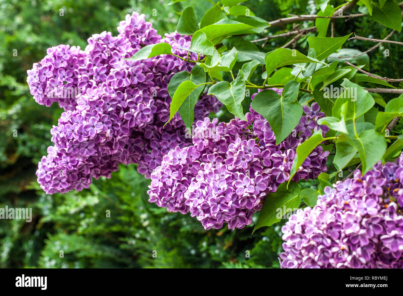 Common purple lilac syringa vulgaris hires stock photography and